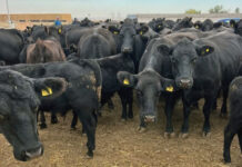 Danezii de de la TITAN CONTAINERS au cerut insolvenţa societăţii cu capital eleveţian KARPATEN MEAT SIEBENBUERGEN, care derulează în ţara noastră un business cu bovine de carne ANGUS