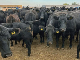 Danezii de la TITAN CONTAINERS au cerut insolvenţa societăţii cu capital eleveţian KARPATEN MEAT SIEBENBUERGEN, care derulează în ţara noastră un business cu bovine de carne ANGUS